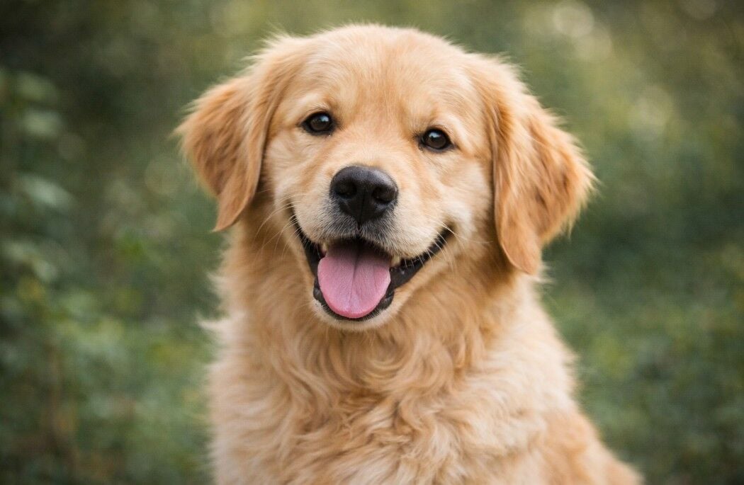 Vet Life Hipoalerjenik Köpek Maması Ne İçin Tercih Edilir?